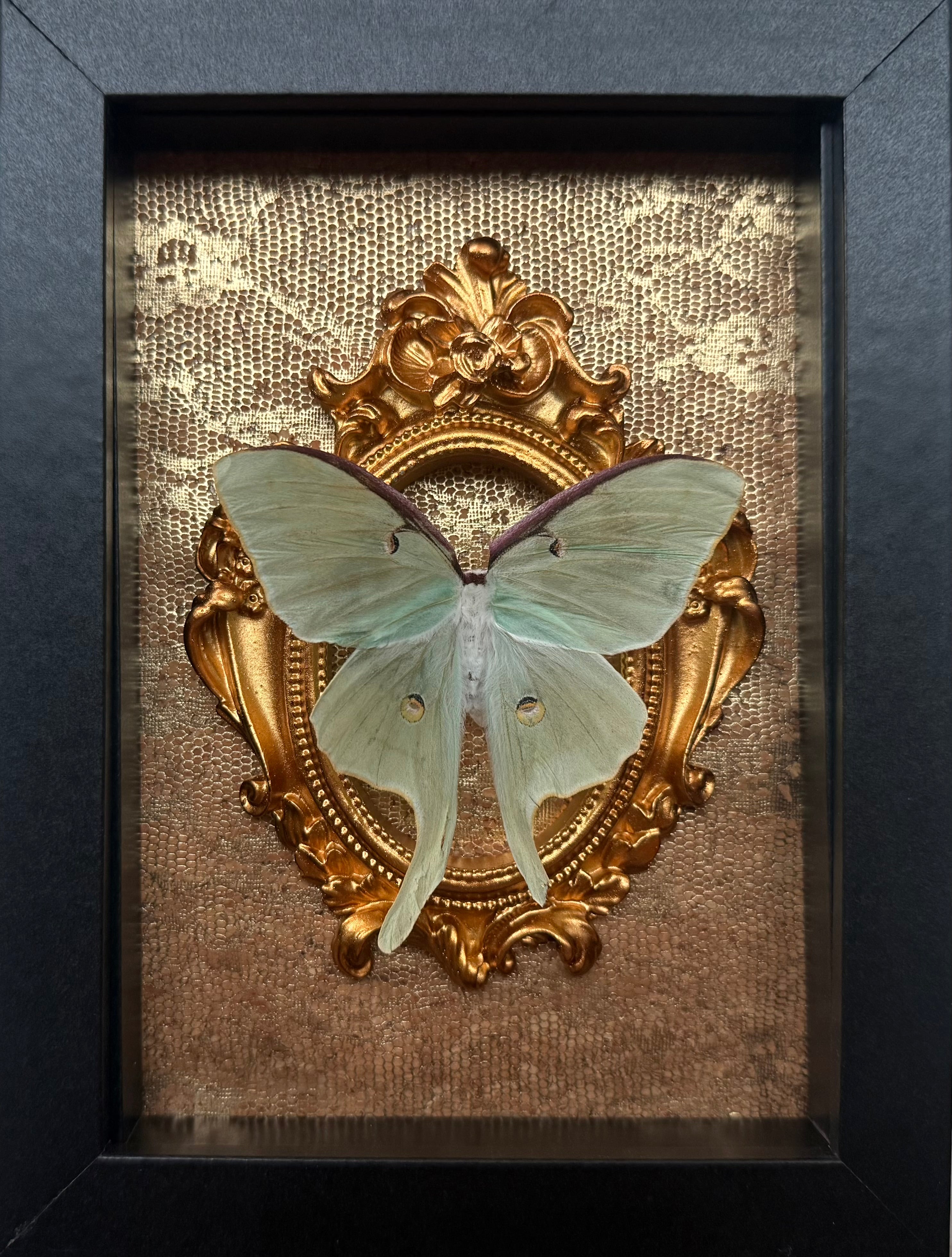 “Luna Moth”