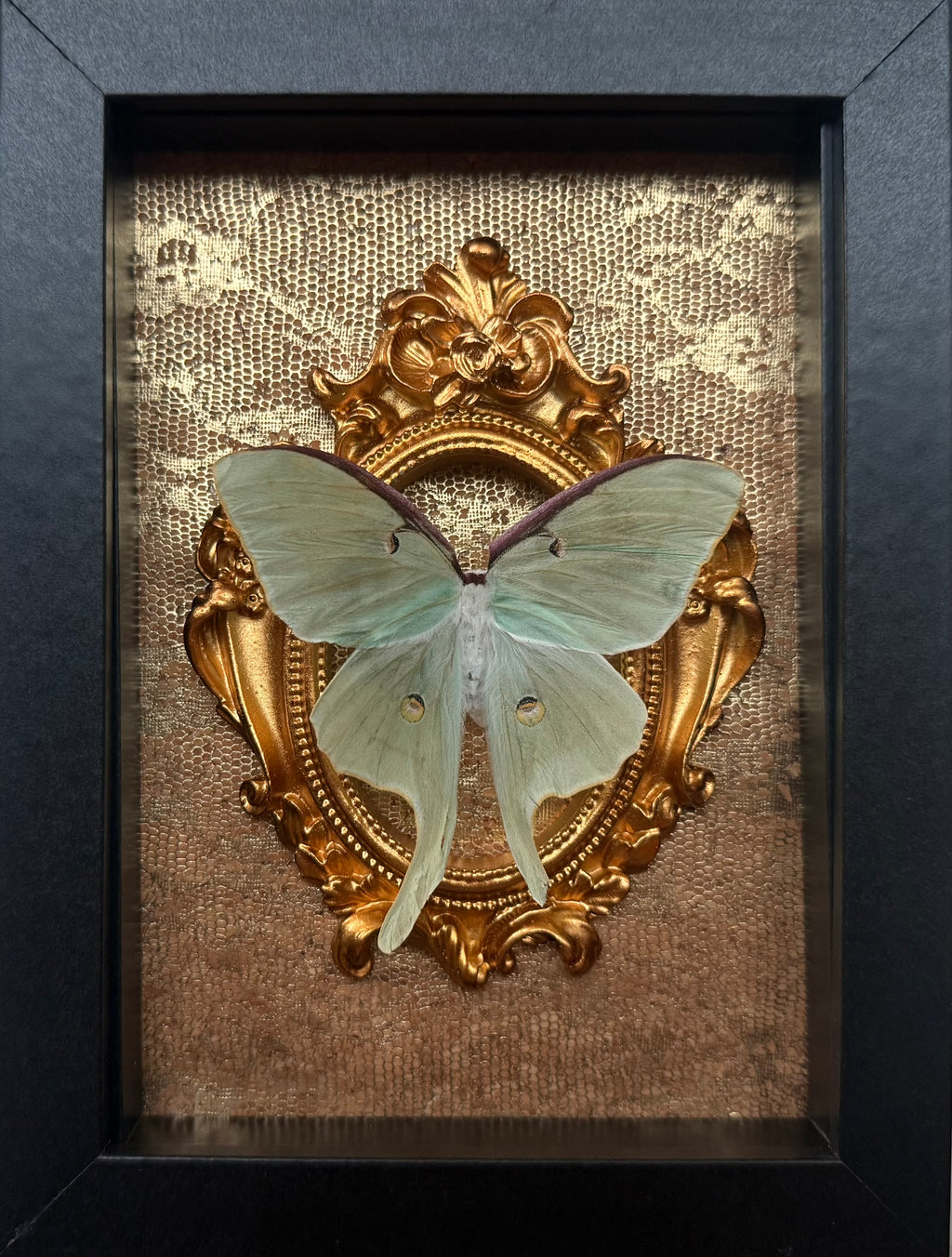 “Luna Moth”