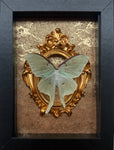 “Luna Moth”