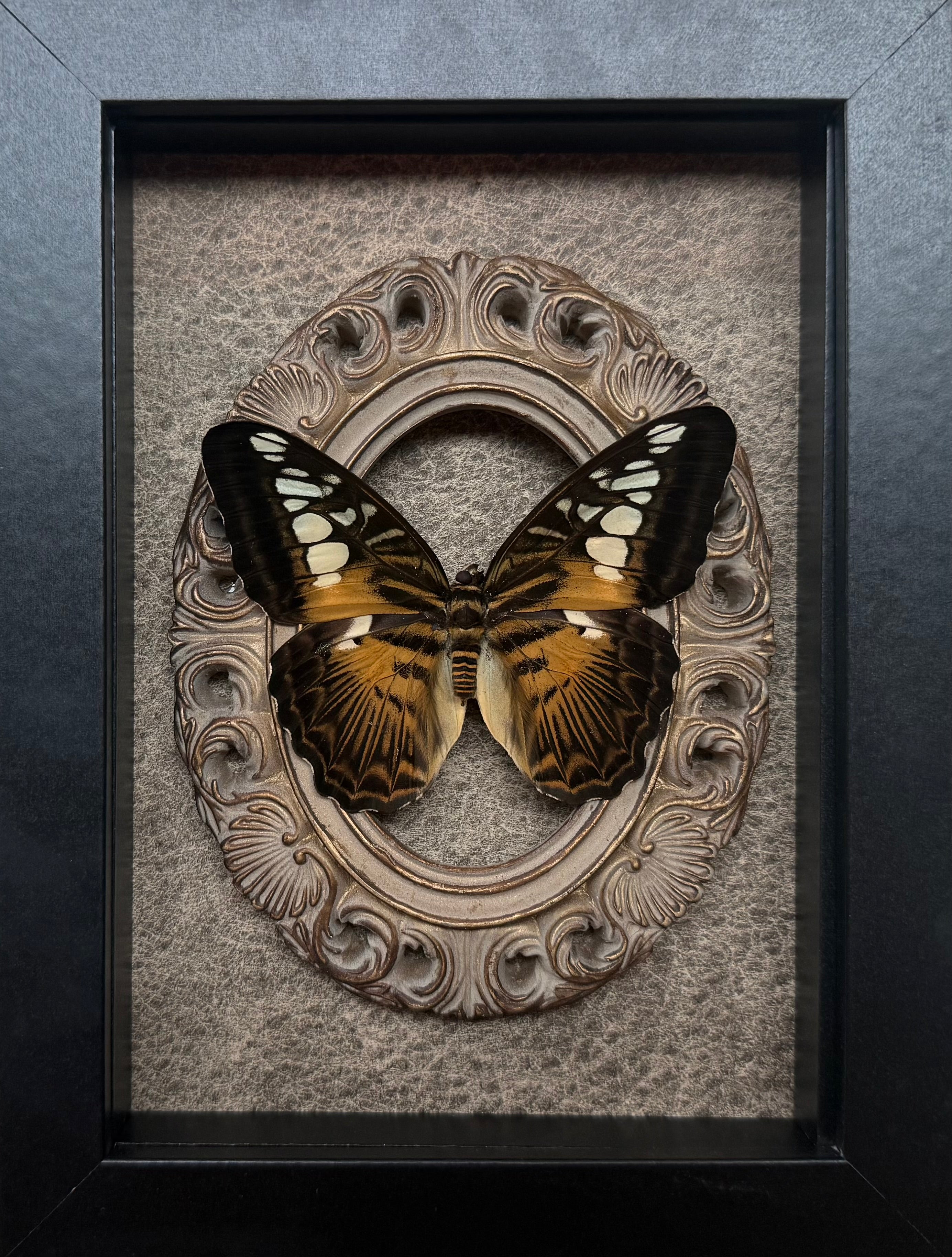 “Clipper”- Butterfly