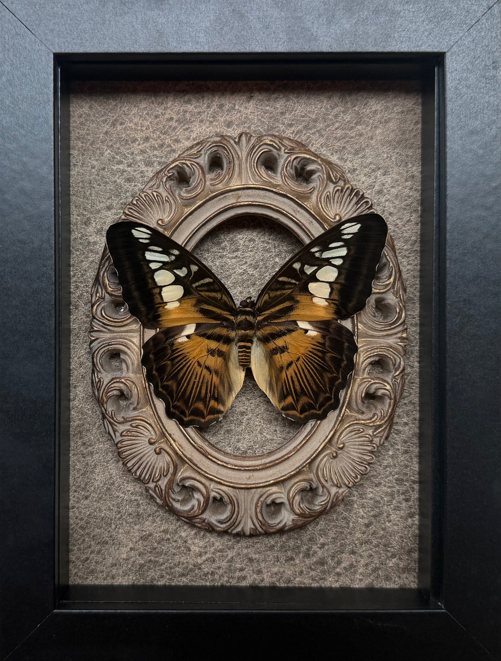 “Clipper”- Butterfly