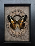 “Clipper”- Butterfly