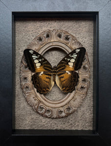 “Clipper”- Butterfly