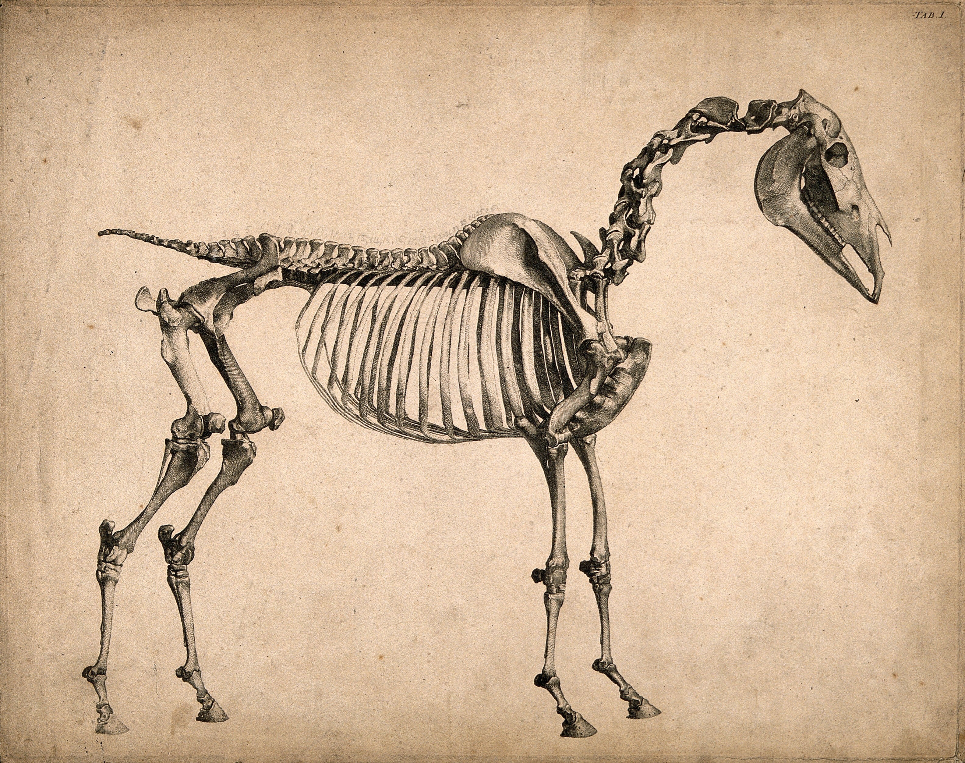 NEW “Horse Skeleton”