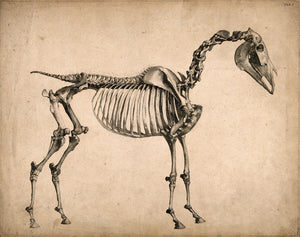 NEW “Horse Skeleton”
