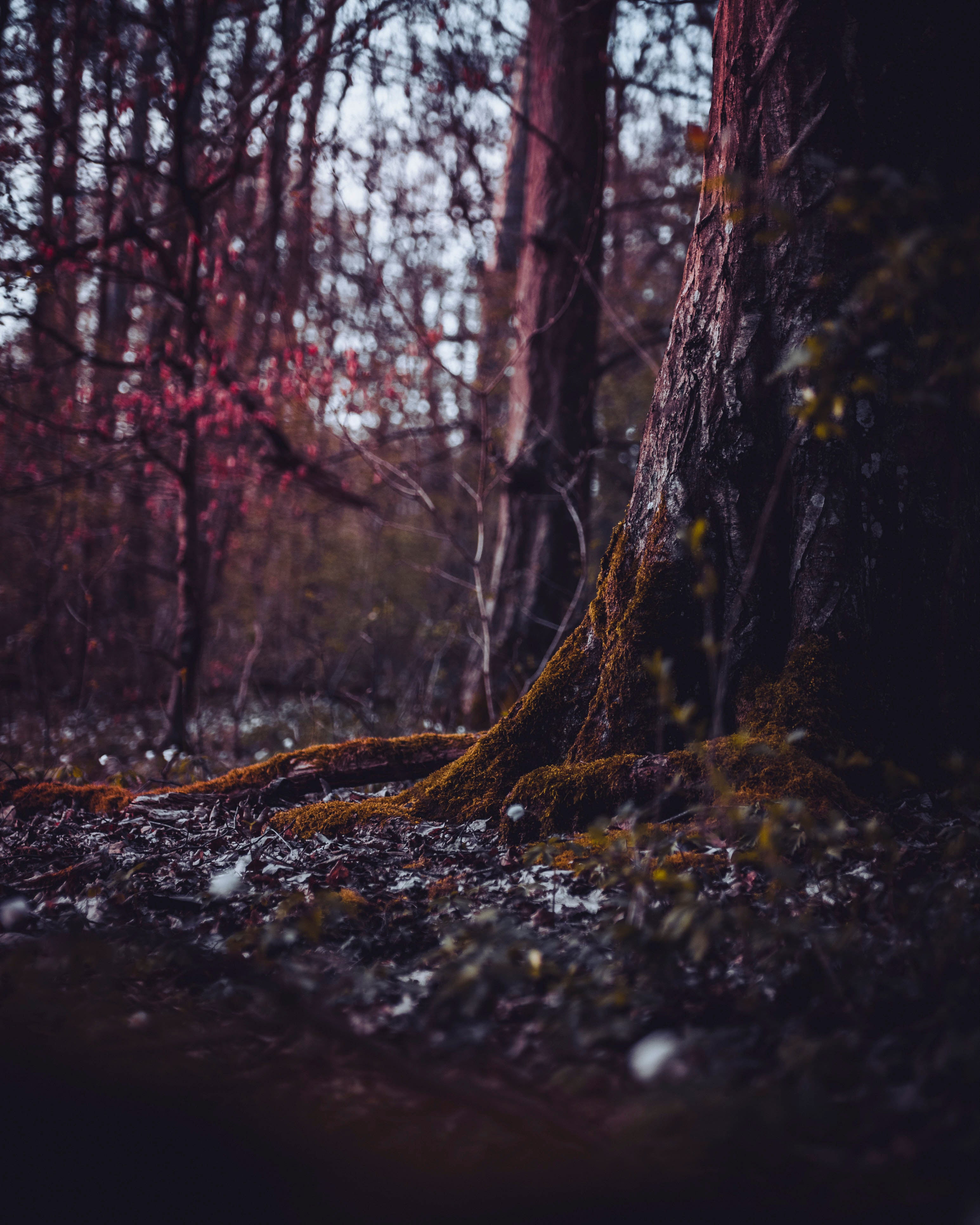 NEW “Rooted In Silence”