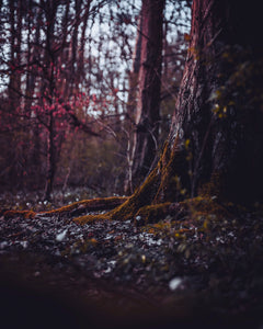 NEW “Rooted In Silence”