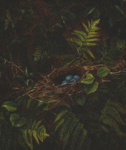 NEW “Nature’s Quiet Song”