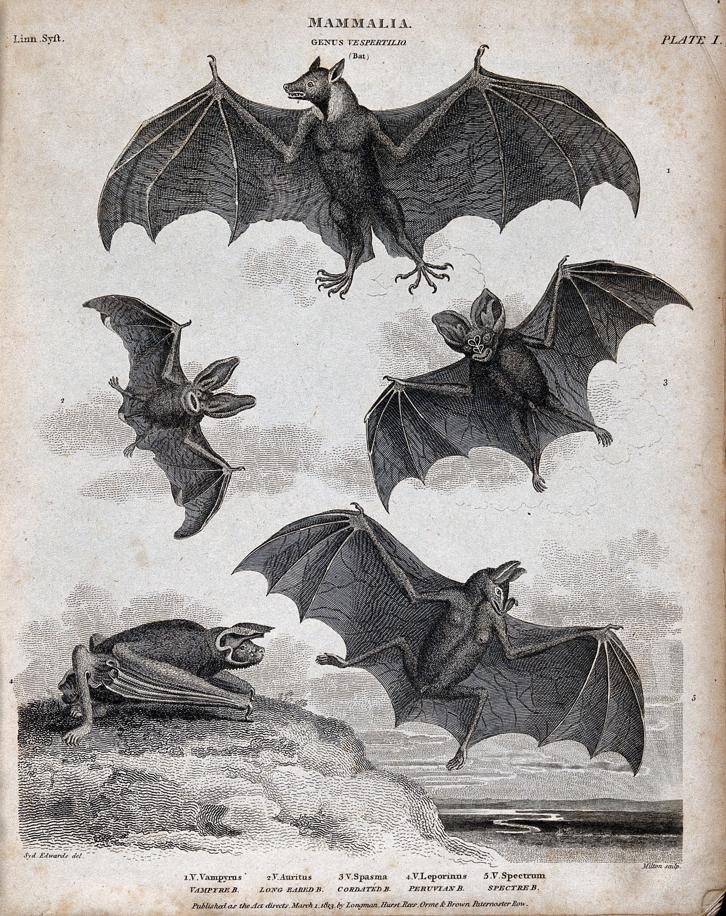 NEW “Diagram of Bats”