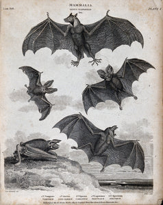 NEW “Diagram of Bats”
