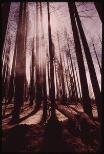 NEW “The Path Untold”
