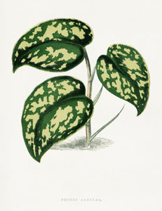 NEW “Pothos Argyraa”
