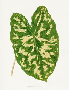 NEW “Caladium Pictum”