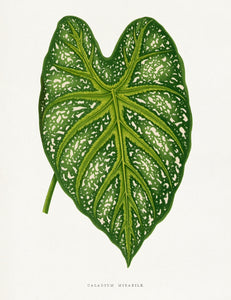 NEW “Caladium Mirabile