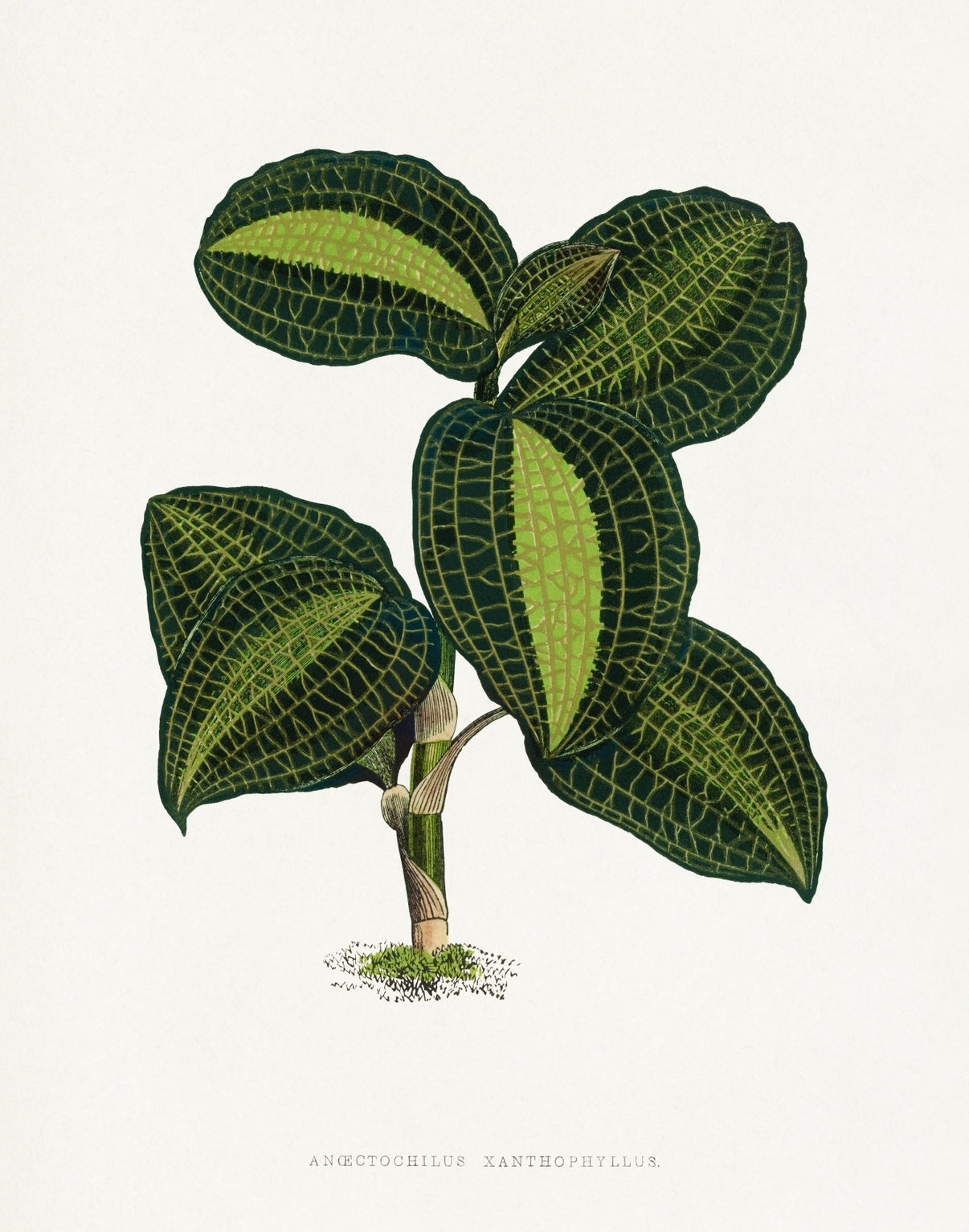 NEW “Anectochilus  Xanthophyllus”