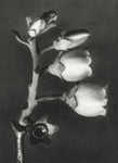 NEW- Floral