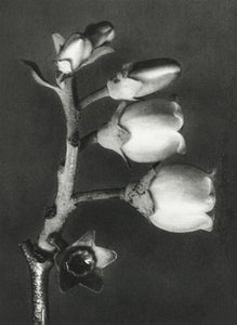 NEW- Floral