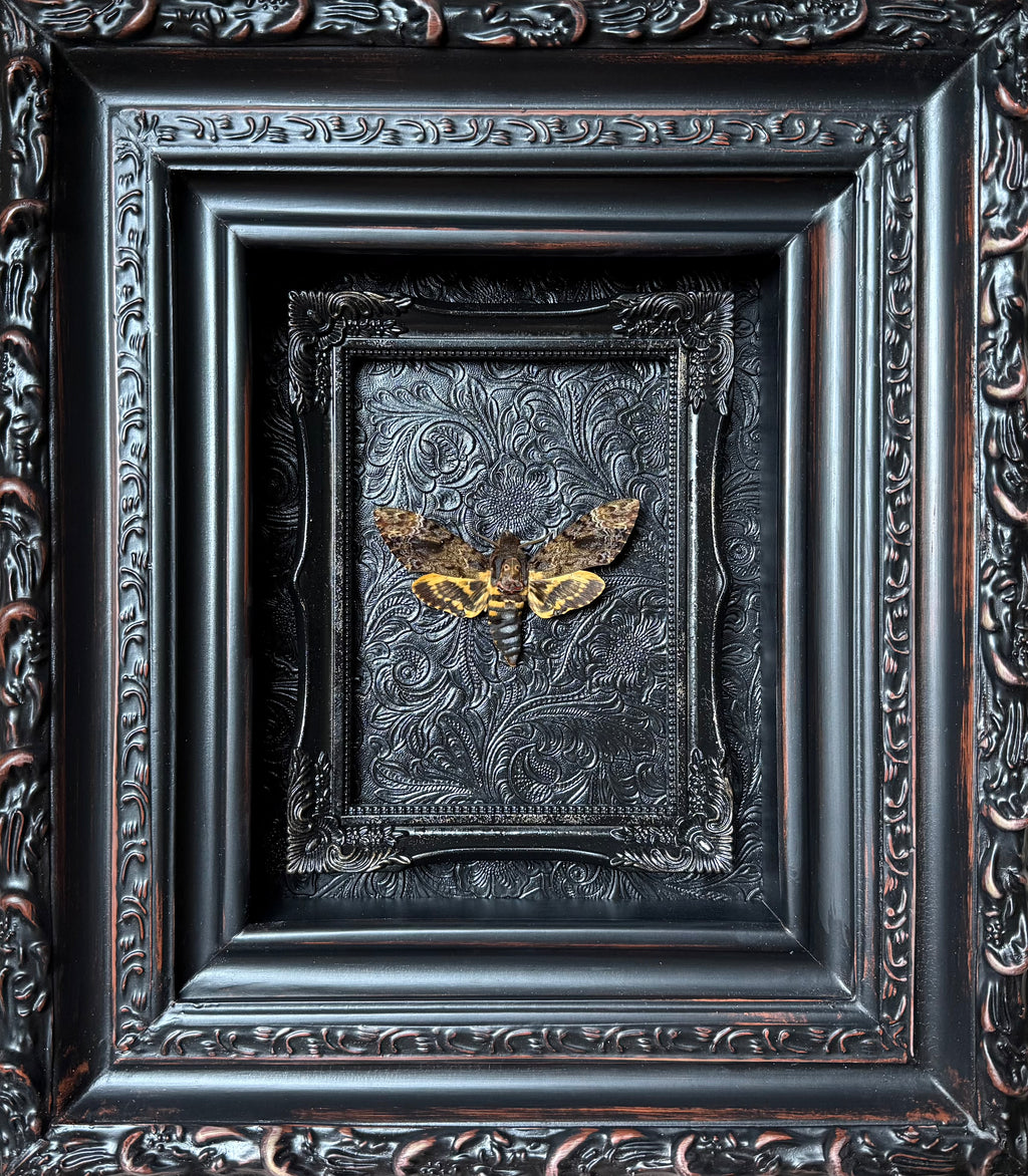 “Death Head Moth”