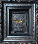 “Death Head Moth”