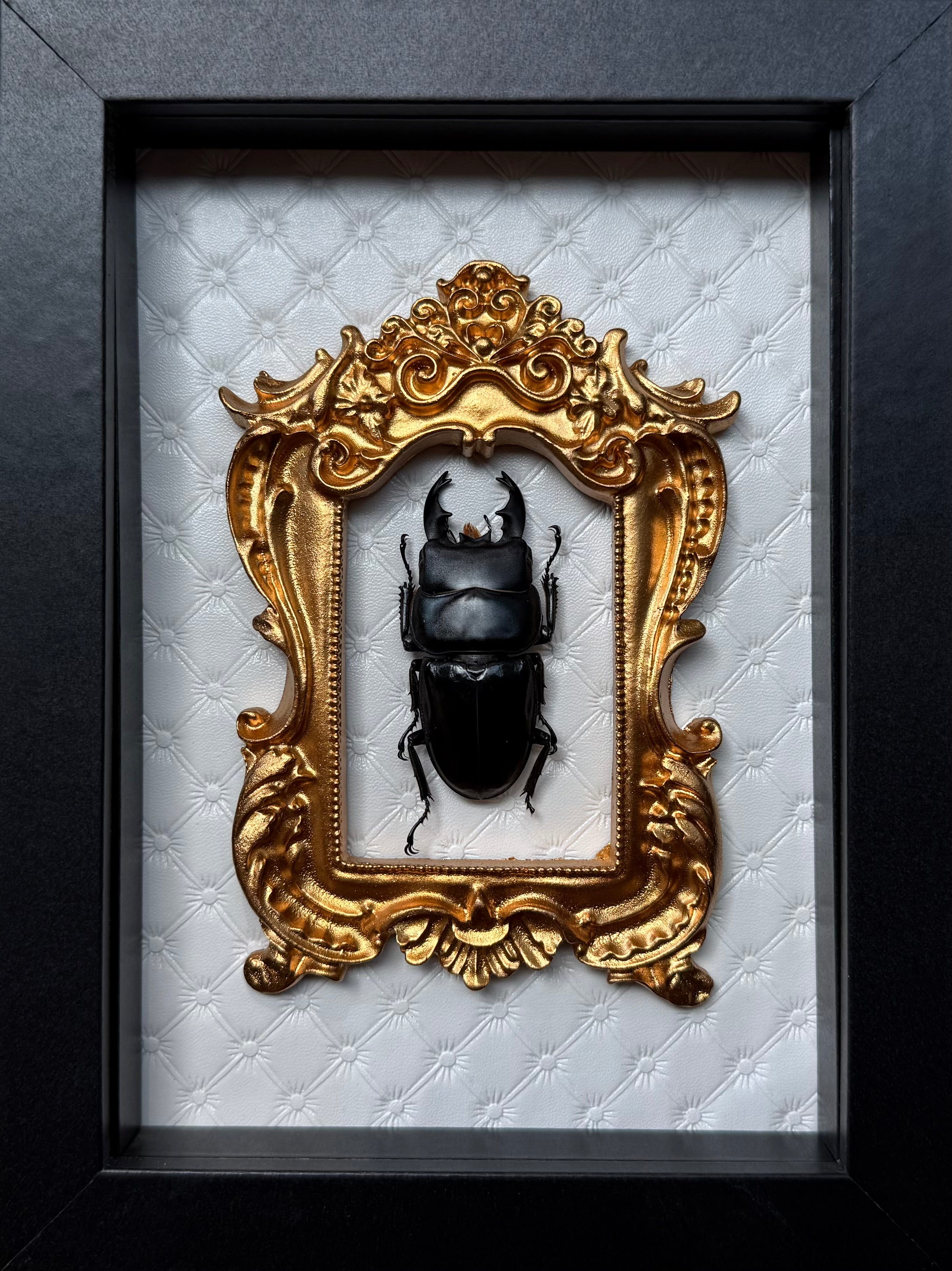 “Stag Beetle”