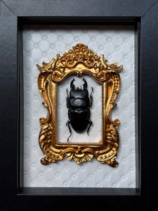“Stag Beetle”