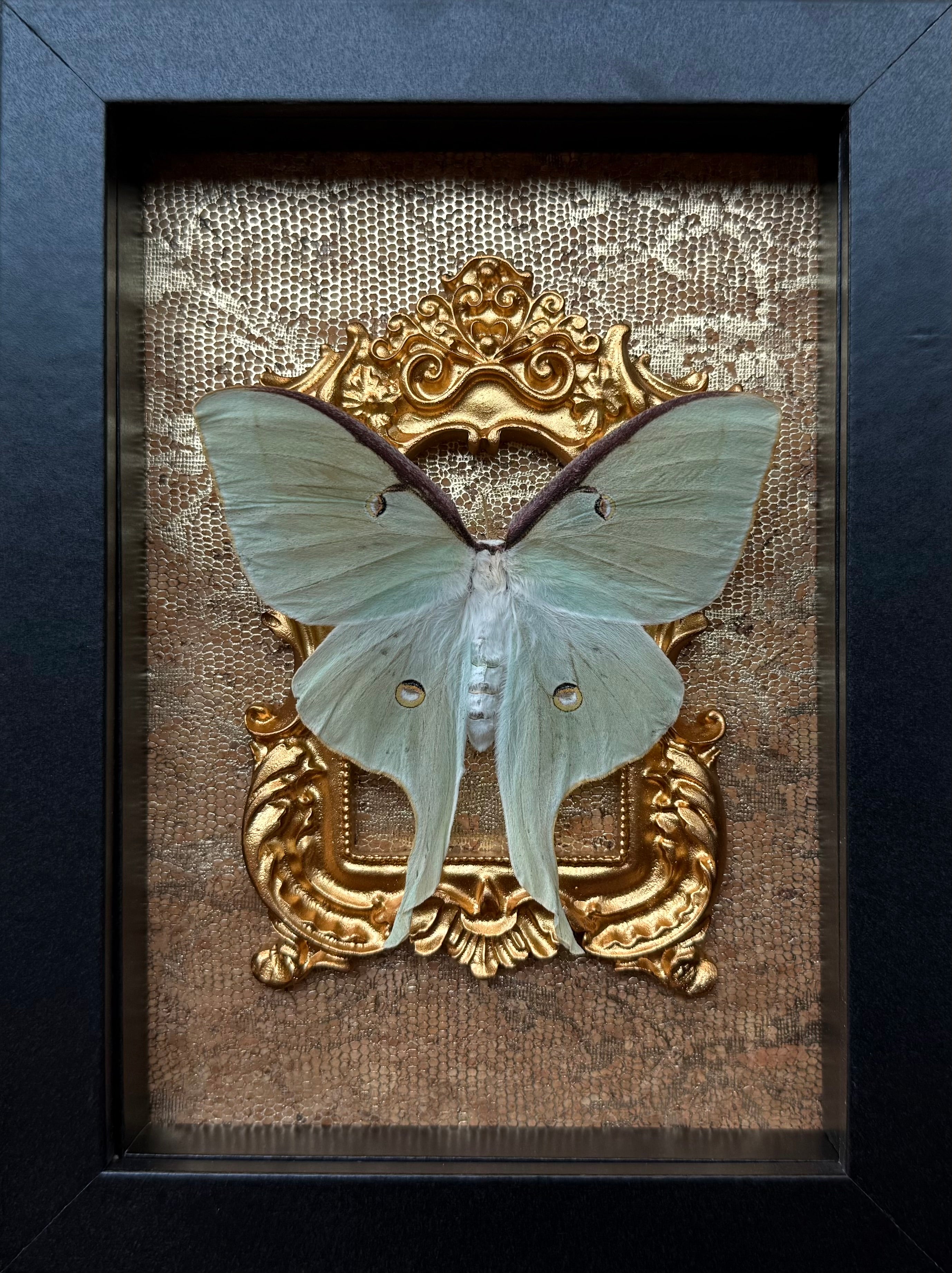 “Luna Moth”