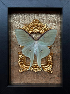 “Luna Moth”