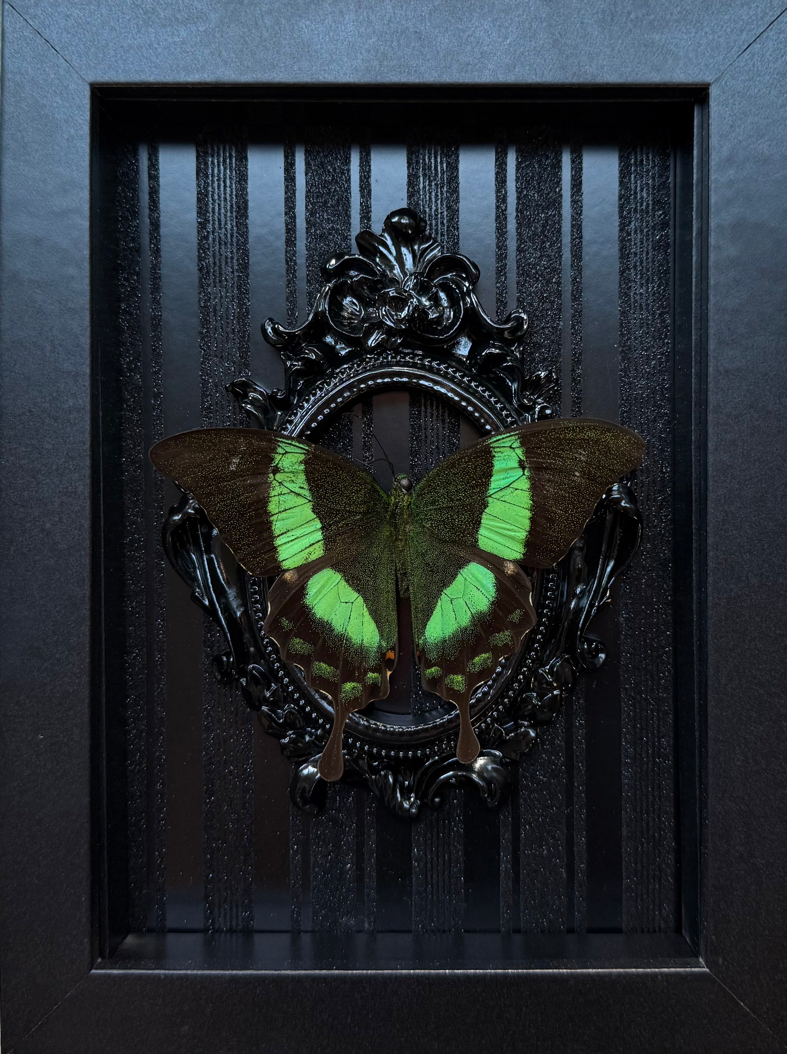 “Papilio Palinurus Swallowtail”- Butterfly