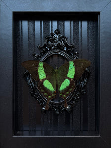 “Papilio Palinurus Swallowtail”- Butterfly