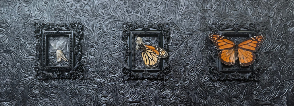 “Phases of the Monarch”