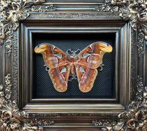 “Atlas Moth”