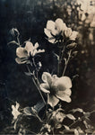 NEW- Floral