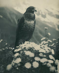 NEW- The Watcher