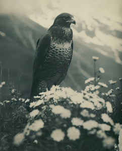 NEW- The Watcher