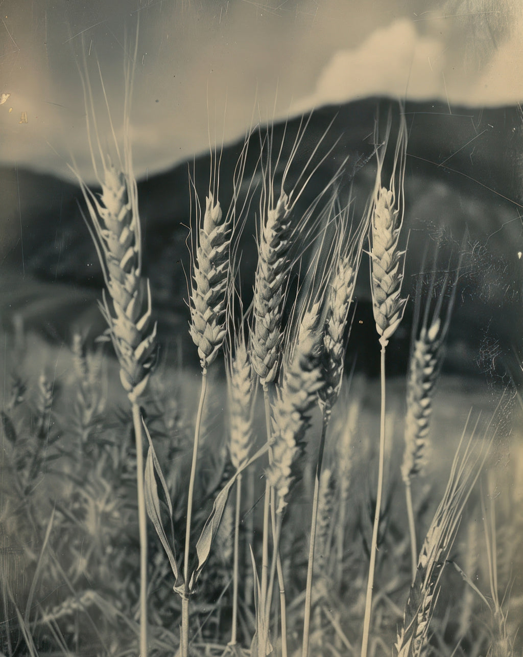 NEW- “Wind Within Me”