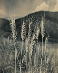 NEW- “Wind Within Me”