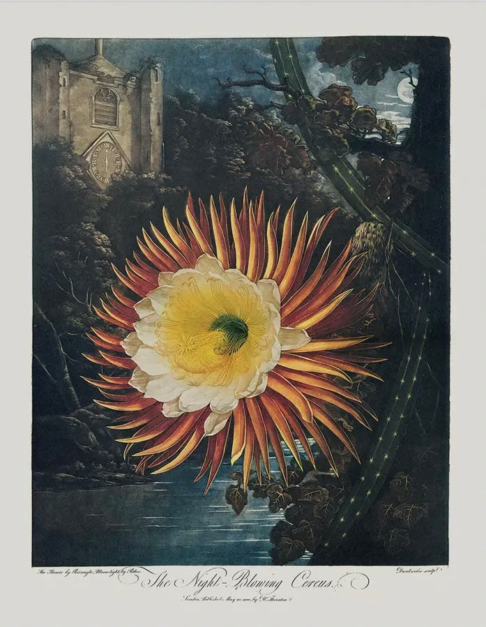 Vintage Botanical Cereus Cactus Bloom Print