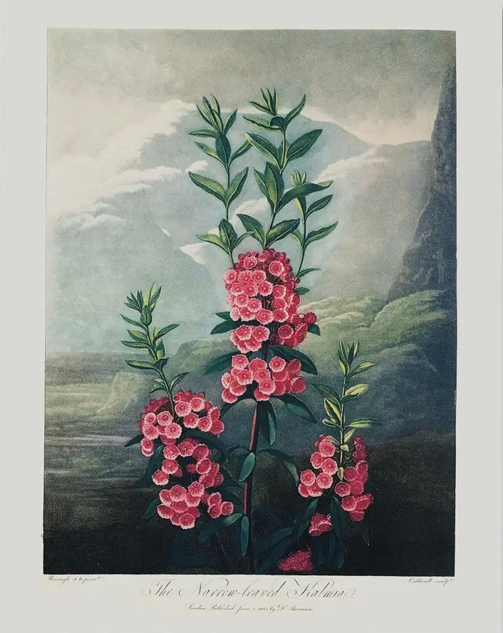 Vintage Botanical Mountain Laurel Print