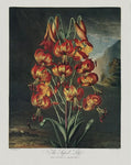 Vintage Botanical Superb Lily Flower Print