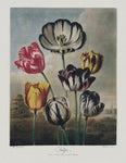 Vintage Botanical Tulips Flower Print