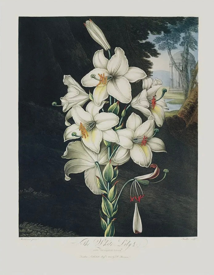 Vintage Botanical White Lily Bloom Print