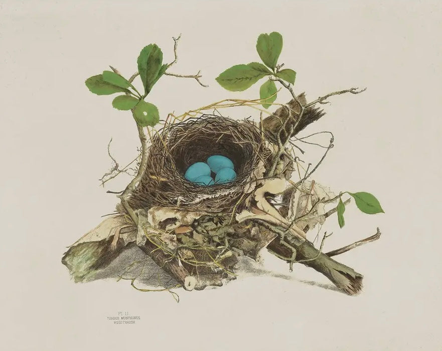 Vintage Wood Thrush Bird Nest Print