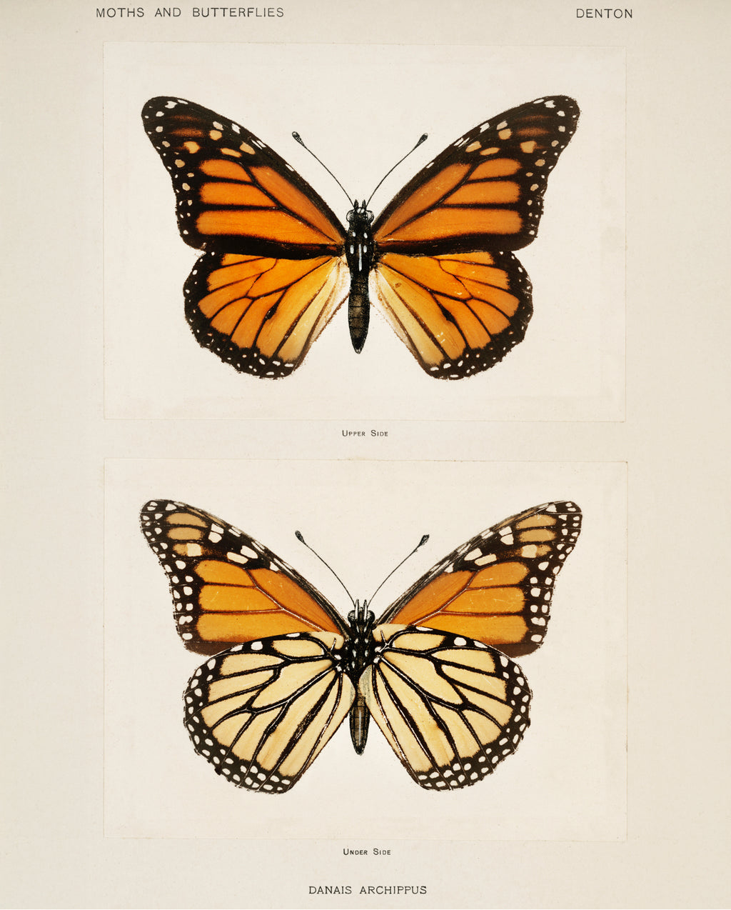 Monarch