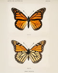 Monarch