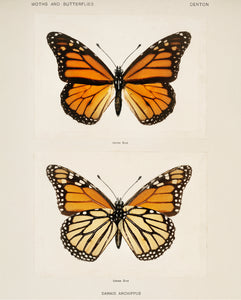 Monarch