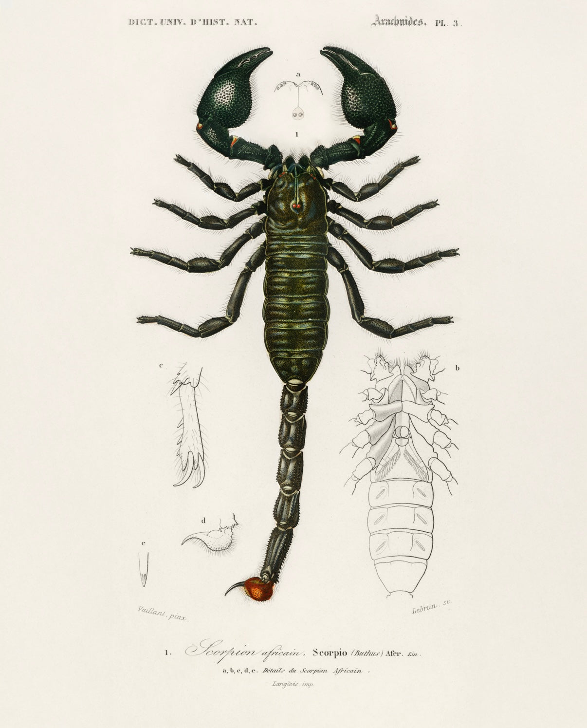 Scorpion