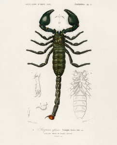 Scorpion