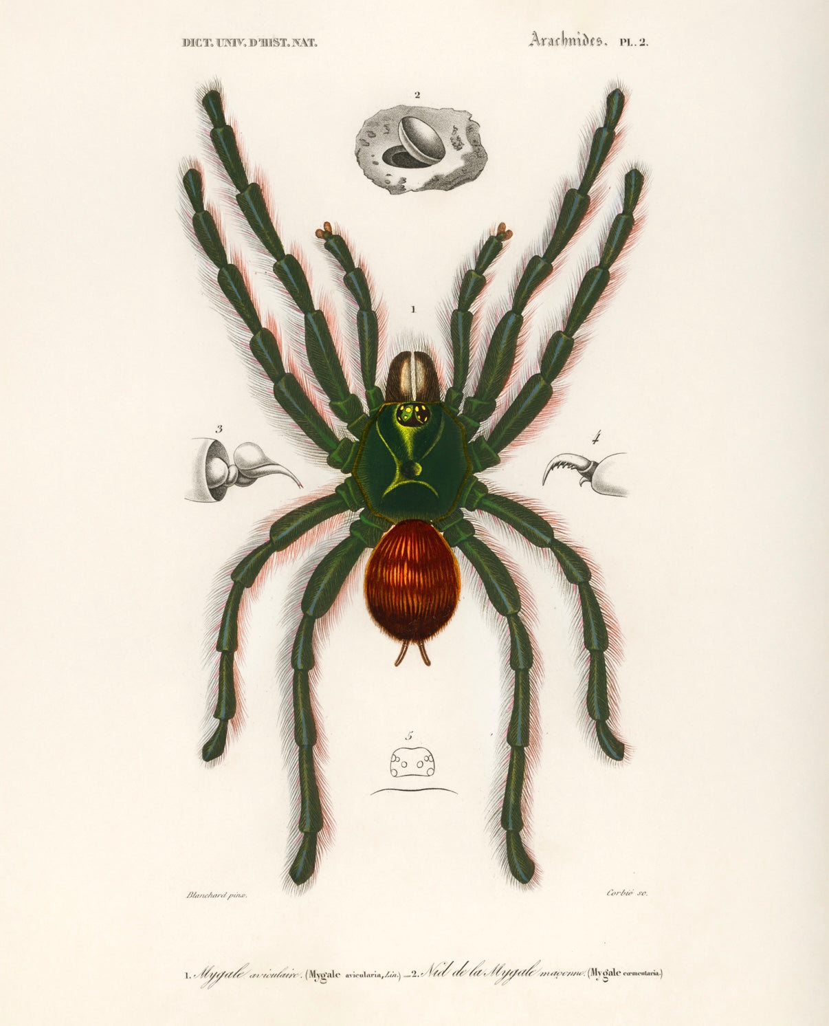 Spider