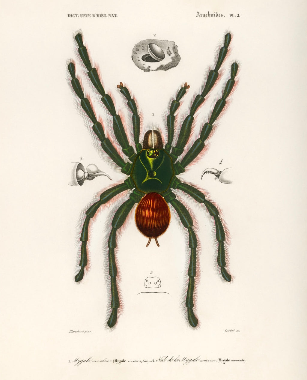 Spider