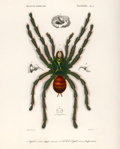 Spider